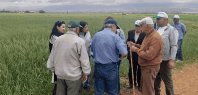 خبراء من وزارة الزراعة وأكساد والفاو تفقدوا حقول القمح الطري في بعلبك