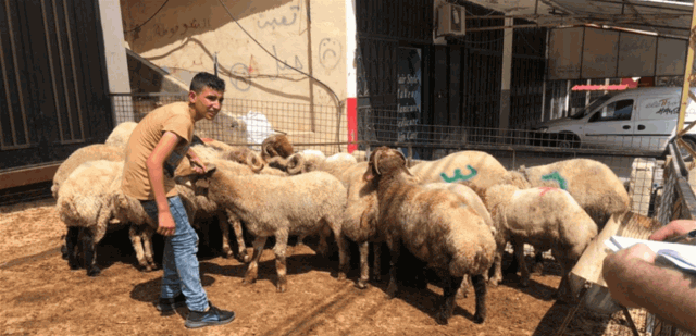 حفاظا على الصحة.. قرار هام لمحافظ الشمال في عيد الأضحى