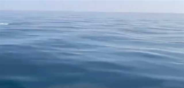مشهد جميل من بحر لبنان... إليكم بالفيديو ما رصده أحد الصيادين