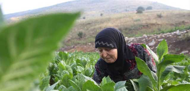 عملية تسلم محصول التبغ من المزارعين في الجنوب انطلقت