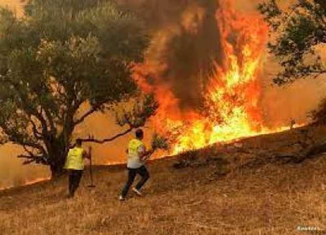 الجزائر تطفئ كافة الحرائق المشتعلة في الغابات