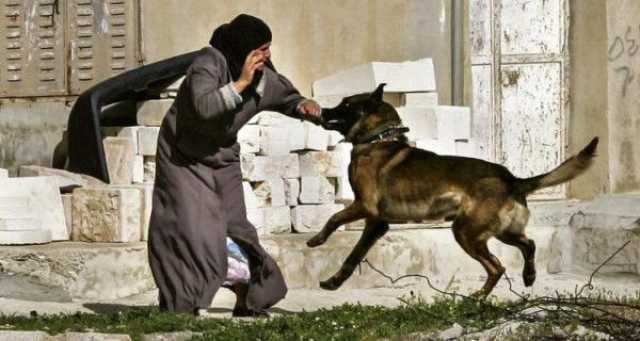 الأمم المتحدة: استخدام الاحتلال الكلاب ضد المعتقلين الفلسطينيين انتهاك خطير