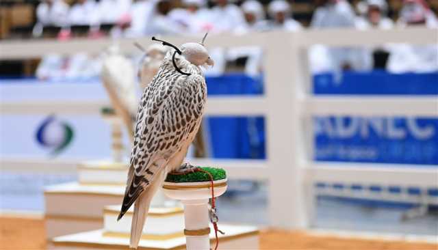 'جمال الصقور'.. تراث إماراتي غني