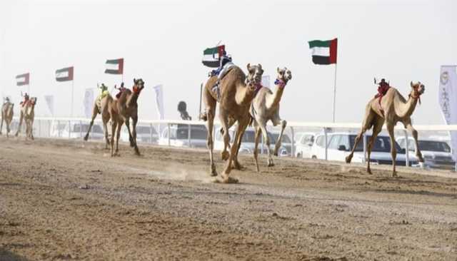 مهرجان الظفرة الثاني لسباقات الهجن ينطلق 18 أكتوبر