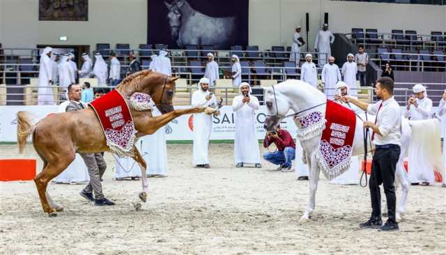 مهرجان الشارقة الدولي للجواد العربي السلالة المصرية ينطلق الخميس