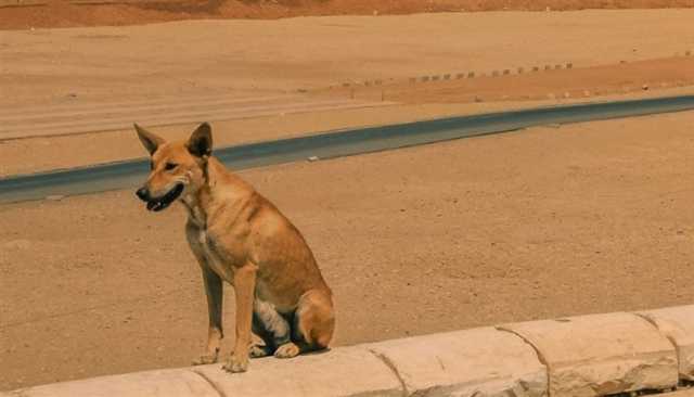 مصر.. الداخلية تصدر بياناً حول تعذيب كلب بغرض الابتزاز