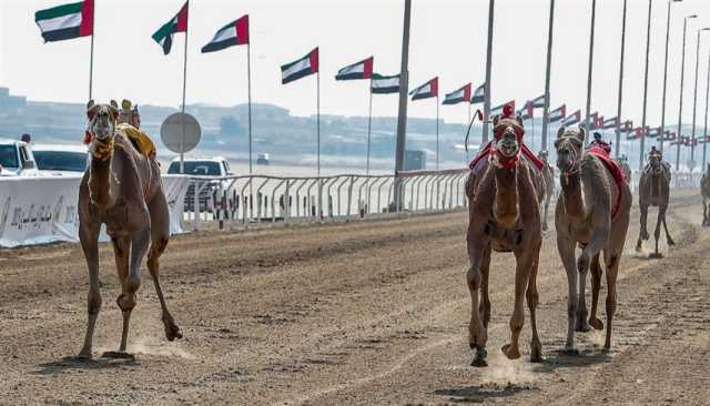 منافسات جائزة زايد الكبرى لسباقات الهجن 2024 تنطلق الإثنين