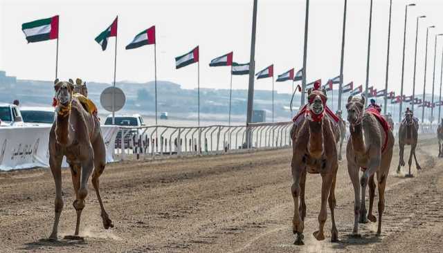 انطلاق جائزة زايد الكبرى لسباقات الهجن بالوثبة الإثنين