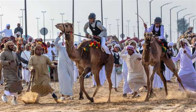 إثارة وتحدي في ختام مهرجان ولي عهد دبي للهجن