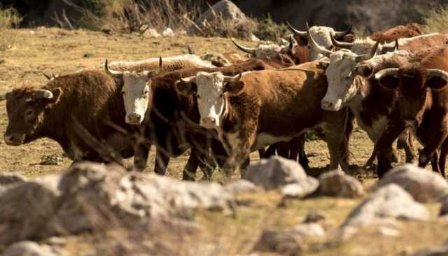 بريطانيا: قطيع من الأبقار ينهي حياة مسن بطريقة بشعة