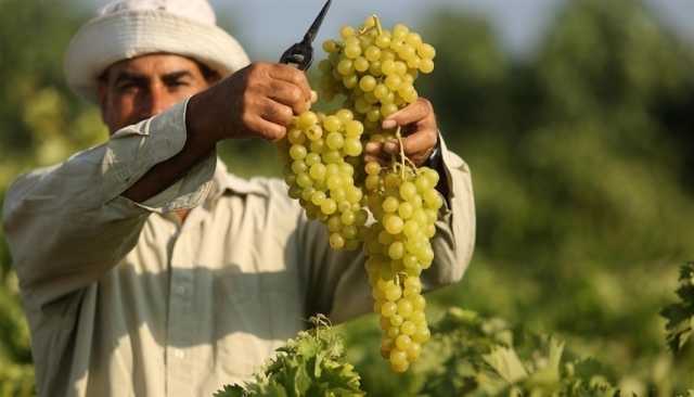 التغير المناخي يخفض محصول العنب في غزة