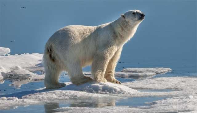 تراجع أعداد الدببة القطبية له صلة بانبعاثات غازات الدفيئة