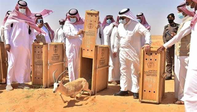 إدراج محمية 'عروق بني معارض' كأول موقع للتراث العالمي في السعودية