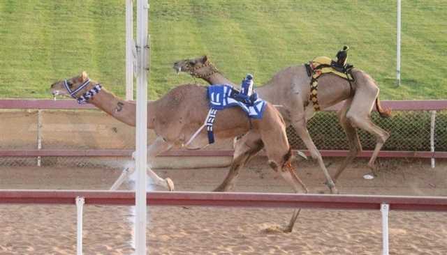 مهرجان حاكم الشارقة لسباقات الهجن ينطلق الجمعة