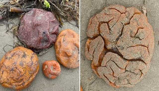 هياكل شبيهة بالدماغ تظهر على الشاطئ في أستراليا