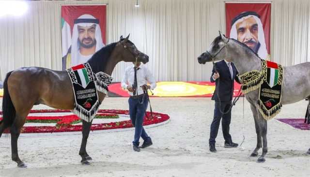 انطلاق بطولة الإمارات الوطنية لجمال الخيول العربية الثلاثاء