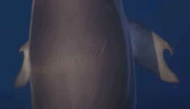 اكتشاف 'دلفين ذو إبهام' يثير حيرة العلماء