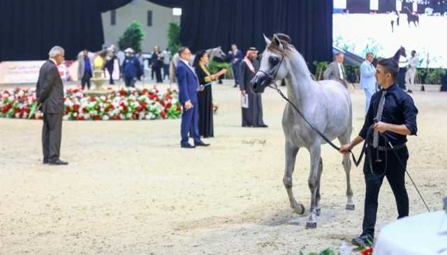 بطولة الإمارات لمربي الخيول العربية تختتم فعالياتها في بوذيب