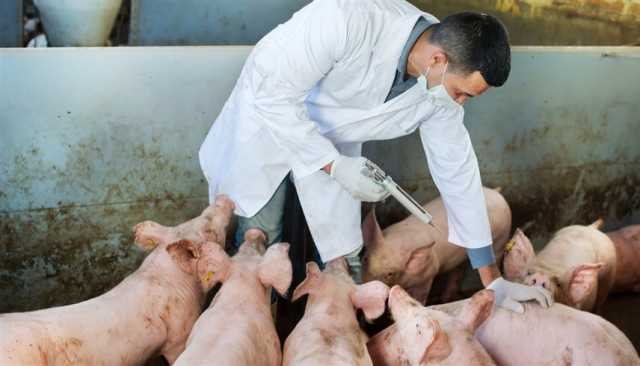 'صحة الحيوان' تحذر من لقاح فيتنامي ضد حمى الخنازير