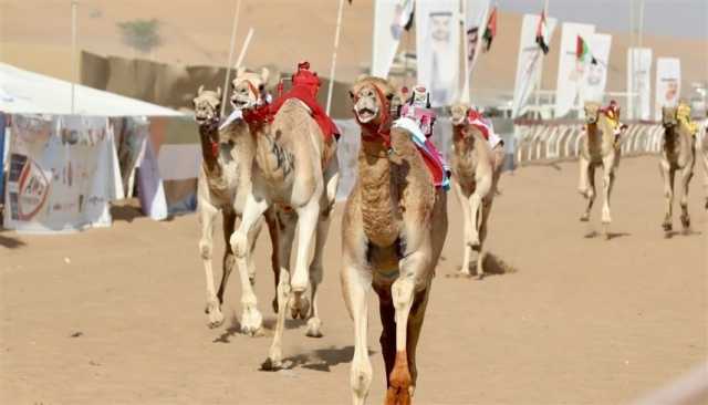 تواصل منافسات مهرجان أم القيوين لسباقات الهجن العربية