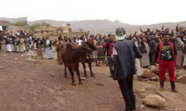 صلح قبلي ينهي قضية قتل بمديرية بني حشيش 