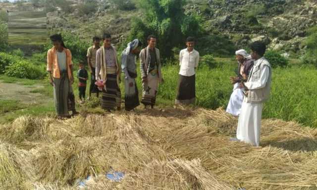 نجاح تجربة زراعة الأرز في محافظة حجة