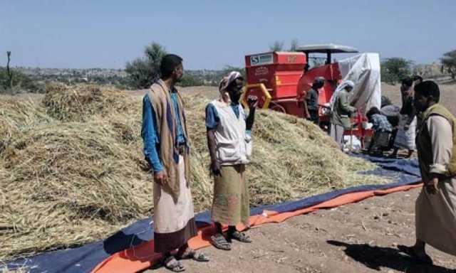 تعز.. تدشين حصاد محصول القمح في مديرية خدير