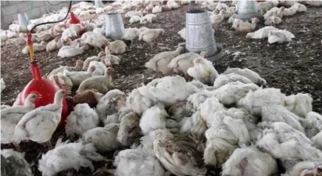 اتهامات تطال حكومة الاقليم.. نفوق أكثر من 100 ألف دجاجة في مزارع كردستان