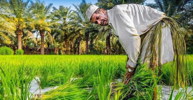 شح المياه يعصف بـ”رز العنبر” وينذر بغيابه عن الموائد العراقية