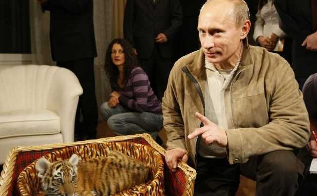 بوتين يهنئ بيوم النمور