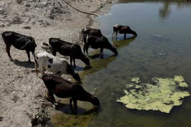 الزراعة النيابية: الجفاف قلص الثروة الحيوانية في تسع مناطق