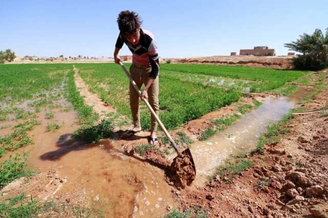 الزراعة النيابية: لا نسب ثابتة في الخطة الزراعية والجميع يعاني من شح المياه