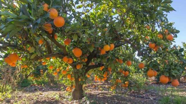 ديالى تحقق الاكتفاء الذاتي من البرتقال رغم الجفاف