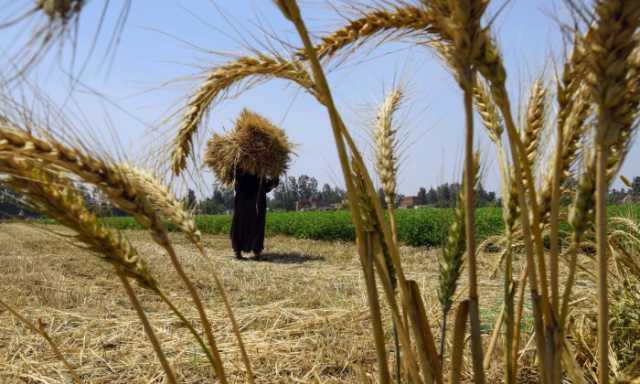 اتفاقيات التمويل.. ملجأ مصر لتأمين واردات القمح (إطار)