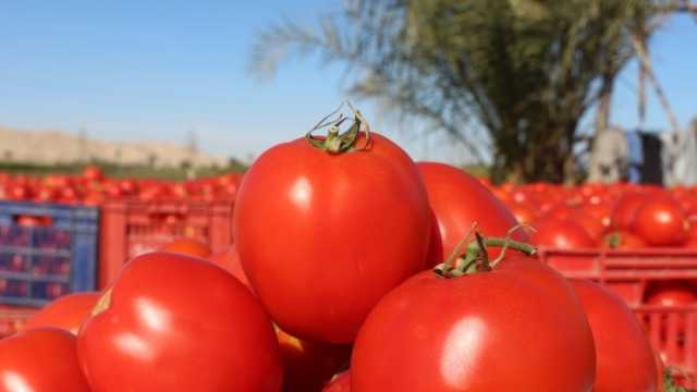 احذر شراء هذا النوع من الطماطم.. تسبب التسمم وتؤثر على الجهاز الهضمي