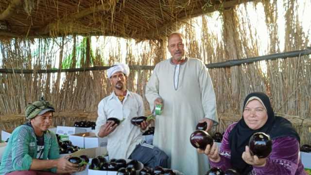 انطلاق موسم حصاد الباذنجان في كفر الشيخ.. أرباح الفدان 300 ألف جنيه