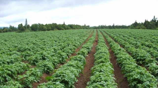 وكيل «زراعة كفر الشيخ»: 3250 فدان بطاطس في المحافظة ضمن العروة الشتوية