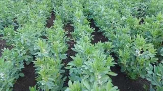«زراعة كفر الشيخ»: تسليم 53 ألف طن أسمدة للمزارعين