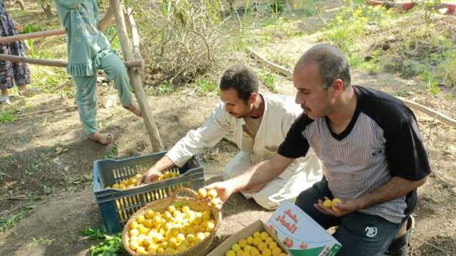 500 فدان من اللؤلؤ الأصفر.. فرحة في القليوبية مع بدء موسم حصاد المشمش (فيديو)