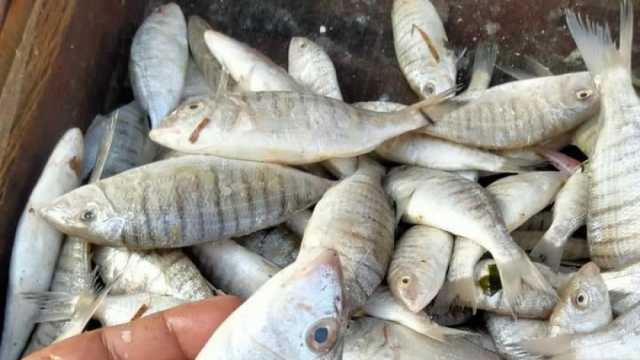 5 طرق للتفرقة بين الأسماك الطازجة والفاسدة قبل شم النسيم.. «صحة البحر الأحمر» توضح