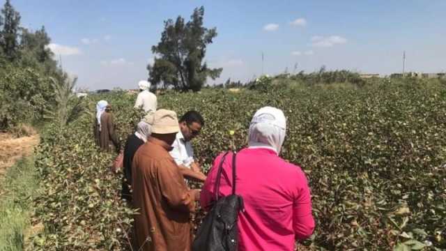 «زراعة الإسكندرية» تخصص يوما لتوعية الفلاحين بالطرق المثلى لجني القطن