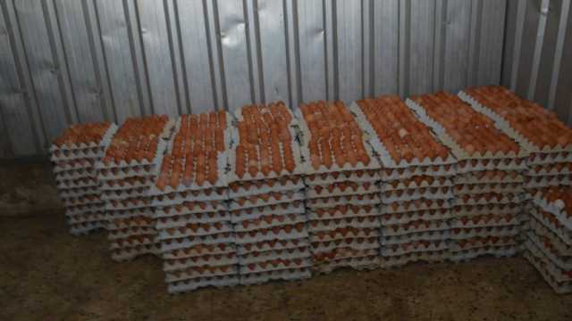 سعر كرتونة البيض الأحمر في المجمعات الاستهلاكية اليوم الثلاثاء 17-10-2023