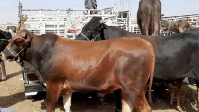 تراجع كبير في سعر كيلو اللحم البقري قائم اليوم بأسواق الماشية