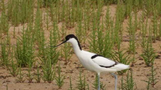 «المصرية للطبيعة».. بوابة لحماية الطيور وتوفير مسارات آمنة لها
