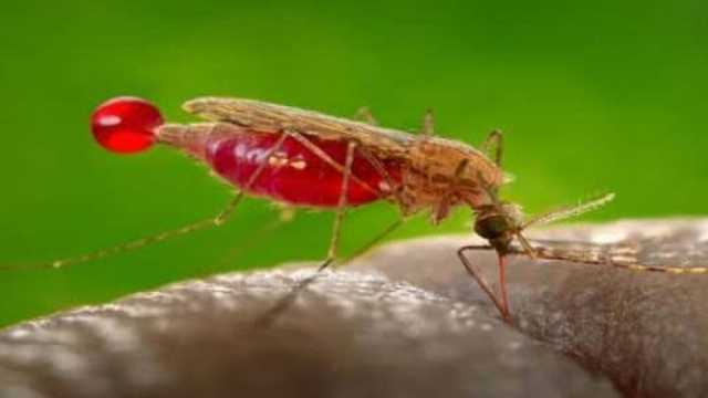 ما مرض الملاريا وأعراضه؟.. مصر تقترب من خلوها منه