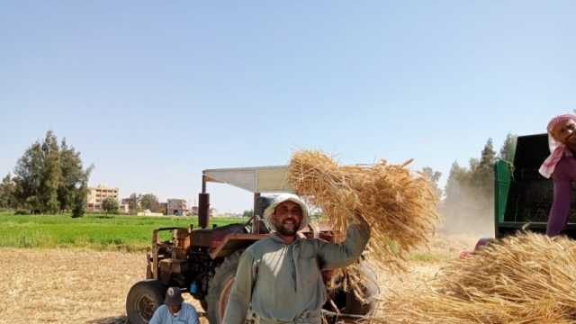 زيادة 18 ألف فدان في زراعة القمح بكفر الشيخ