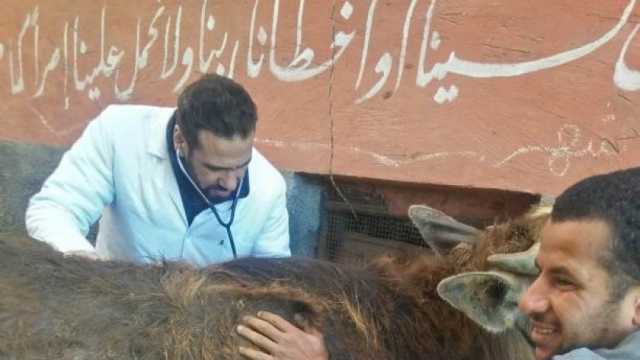 قافلة بيطرية لتحصين 660 رأس ماشية ضد الأمراض المعدية في كفر الشيخ