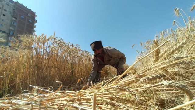 «زراعة الفيوم»: التوسع في إنشاء الصوامع يحقق فوائد كبيرة للدولة