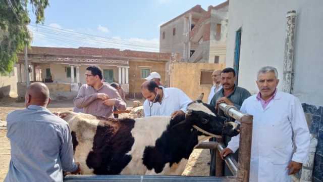 «بيطري كفر الشيخ»: تحسين سلالات الماشية يزيد إنتاجية الألبان لـ5 أضعاف