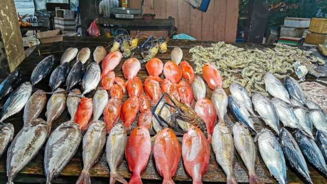 أسعار السمك الیوم الأحد 30-6-2024 في الأسواق